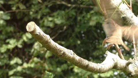 Sparrow Bird Stock Footage 229760544