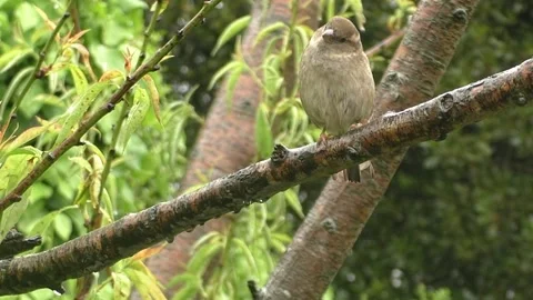 Sparrow Bird Stock Footage 229760546