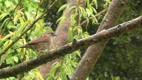 Sparrow Bird Stock Footage 229760559