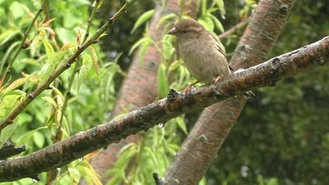 Sparrow Bird Stock Footage 229760568