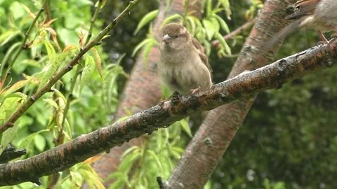Sparrow Bird Video stock 229760579