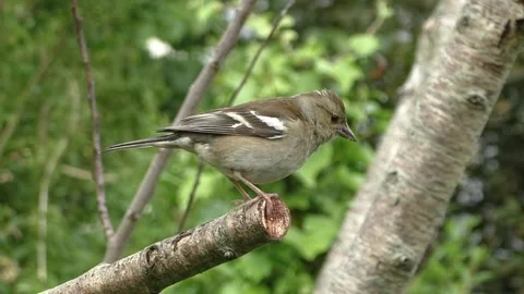 Sparrow Bird Stock Footage 229760580