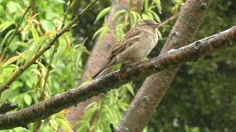 Sparrow Bird Stock Footage 229760589
