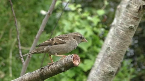 Sparrow Bird Stock Footage 229760590