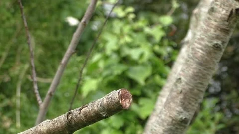 Sparrow Bird Video stock 229760597