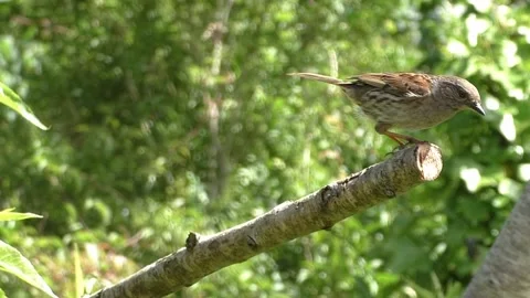 Sparrow Bird Stock Footage 229760611