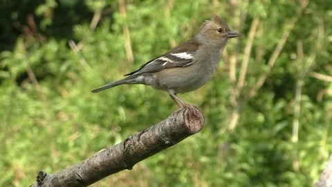 Sparrow Bird Stock Footage 229760612