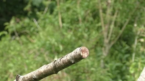 Sparrow Bird Stock Footage 229760614