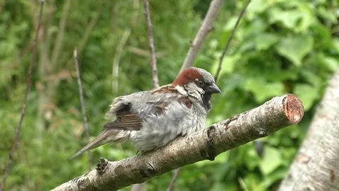 Sparrow Bird Video stock 229760619