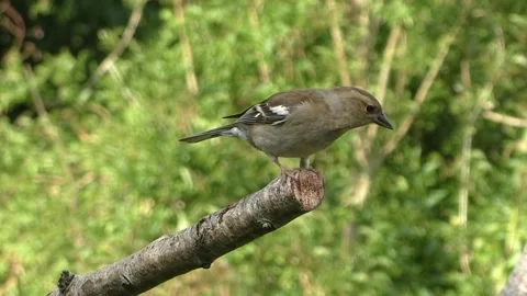 Sparrow Bird Stock Footage 229760620