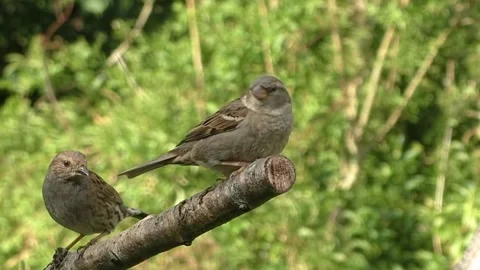 Sparrow Bird Stock Footage 229760626