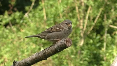 Sparrow Bird Video stock 229760630