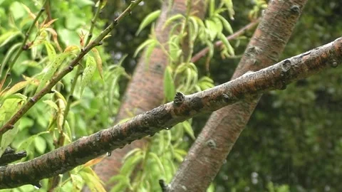 Sparrow Bird Stock Footage 229760634