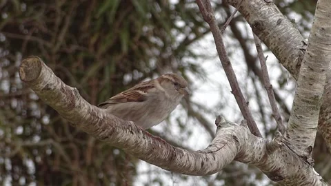 Sparrow Bird Stock Footage 229760636