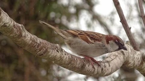 Sparrow Bird Stock Footage 229760639
