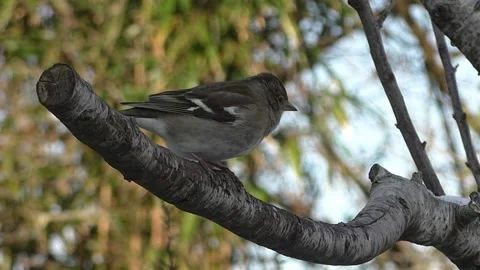 Sparrow Bird Stock Footage 229760644