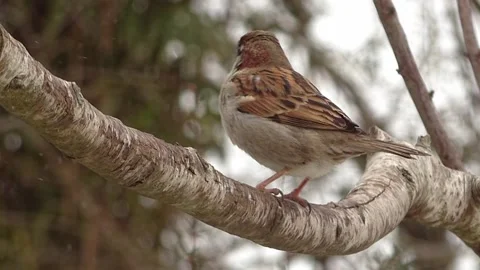 Sparrow Bird Video stock 229760646