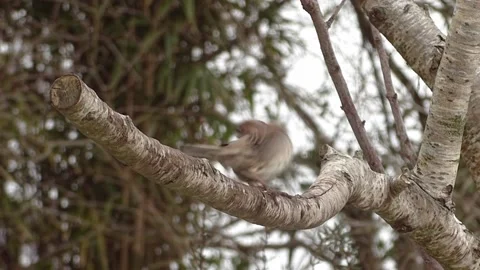 Sparrow Bird Stock Footage 229760650