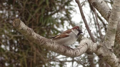 Sparrow Bird Stock Footage 229760668