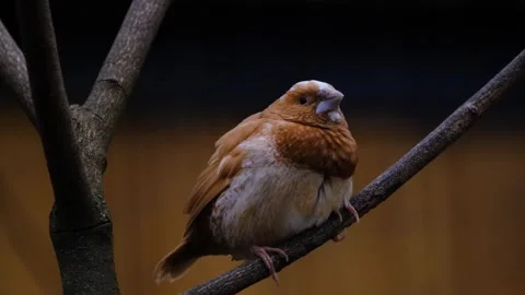 Sparrow Bird forest Stock-Footage 270816901
