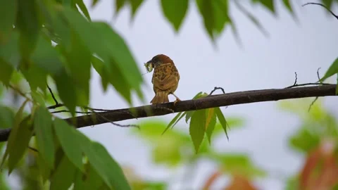 Sparrow bird hanging on tree Stock Footage 289036546