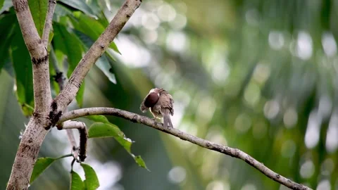 Sparrow bird hanging on tree Stock Footage 289686125