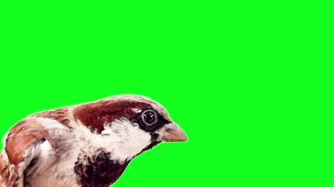 Sparrow bird isolated on green background Stock Footage 318694603