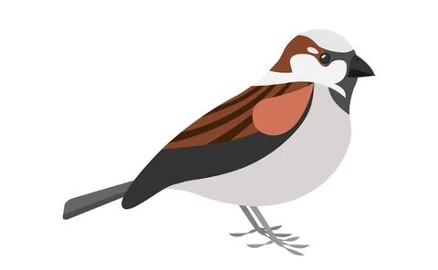 Sparrow bird isolated on white background EPS10 Stock Illustration