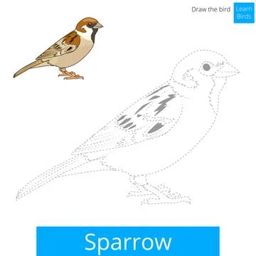 Sparrow bird learn to draw vector Illustrazione stock