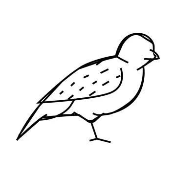Sparrow bird line icon vector illustration 스톡 일러스트