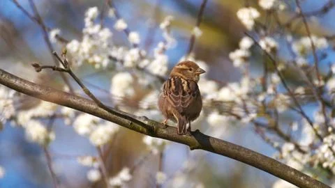 Sparrow Bird perched on the branches of a tree Stock Photos