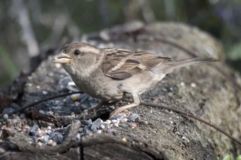 Sparrow bird perched on a log that eats Stock Photos