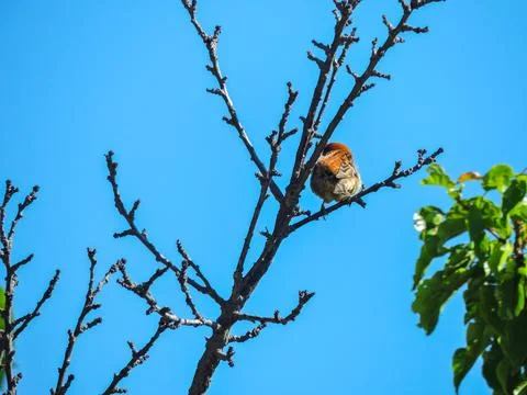 Sparrow-like bird perched on thin, bare branches against a clear blue sky. Foto stock