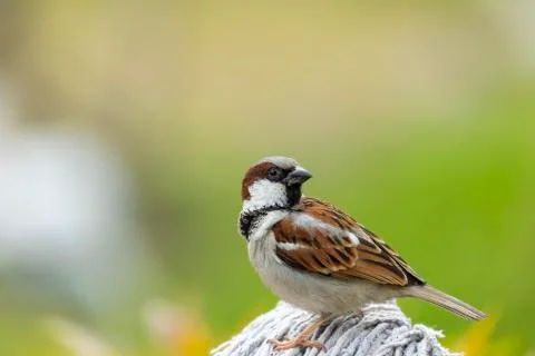 SPARROW BIRD Stock-Fotos