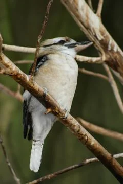 Sparrow bird Stock Photos