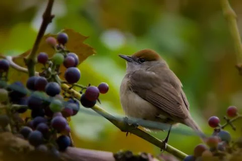 Sparrow bird Stock Photos