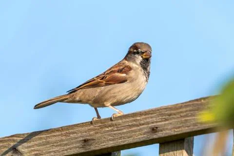 Sparrow bird Stock Photos