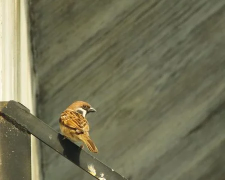 Sparrow bird Foto stock