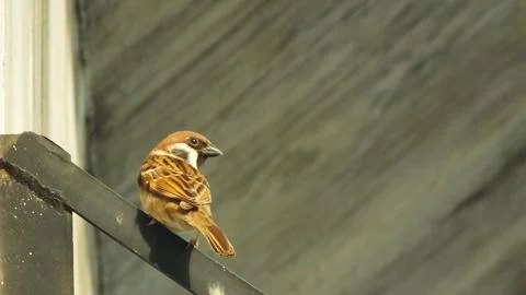 Sparrow bird Foto stock