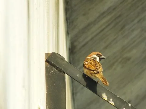 Sparrow bird Stock Photos