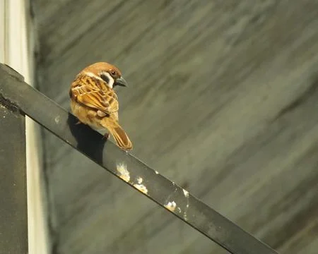 Sparrow bird Stock Photos