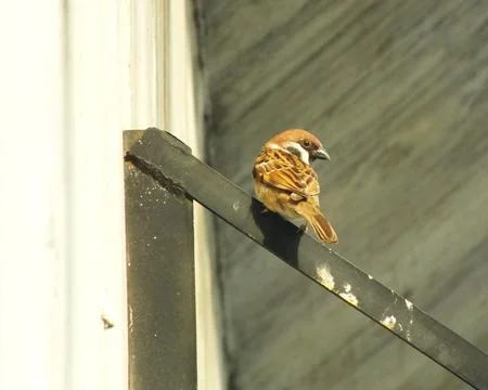 Sparrow bird Stock Photos