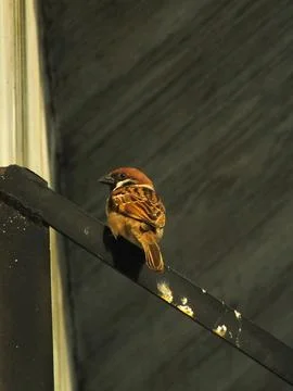 Sparrow bird Foto stock