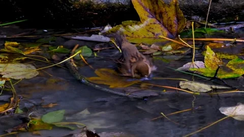Sparrow bird playing in water Video stock 270089334