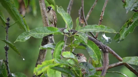 Sparrow bird at rain Stock Footage 289686165