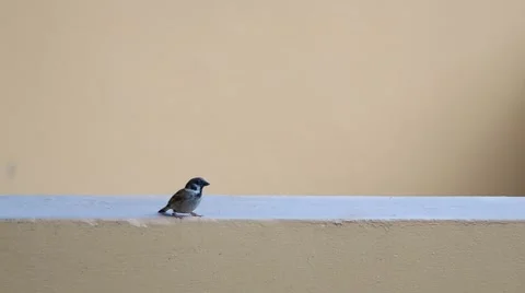 Sparrow bird rest and jumping away 스톡 동영상 49735200