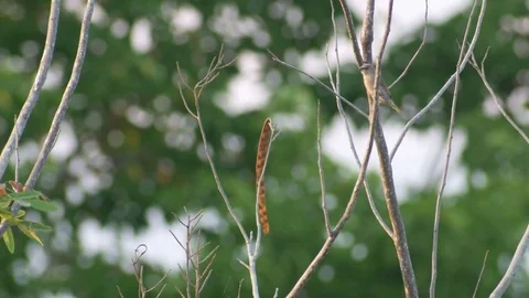 Sparrow bird is resting on the tree Stock Footage 73757524