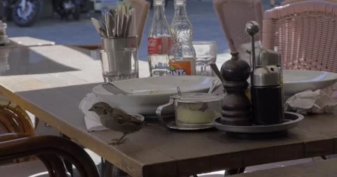 Sparrow Bird search though finished meal / lunch dishes, Bern, Switzerland - 4K Stock Footage 259786441