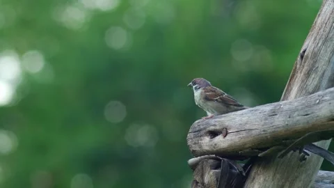 Sparrow bird sit on Rustic Wooden Trellis Stock Footage 345306955