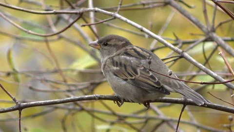 A sparrow bird sits on a tree branch. Video stock 119907323